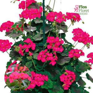 G10. Kāpelējošās  Pelargonija - Antik Violet D10.