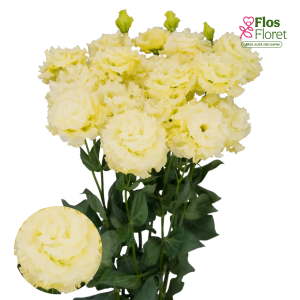 G12. Lizante, eustoma - Celeb 2 Gold D12.