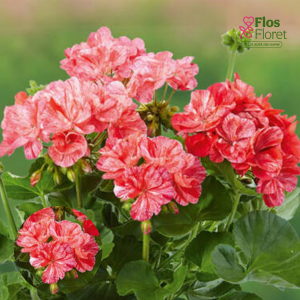 E86. Joslu pelargonija - Grandeur Classic Peppermint