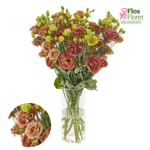 G22. Lizante, eustoma - Rosanne 2 Terracotta D22.