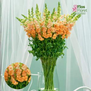 G27. Lielā lauvmutīte - Mrs. Holly Double 2 Orange D27.