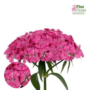 G30. Čemuru neļķe - Barbienne Rose D30. 