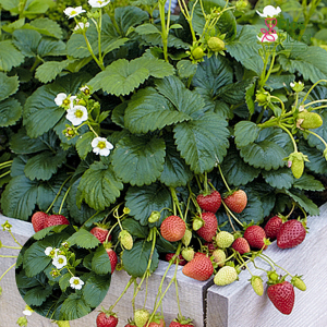 G76. Dārza zemene - Elan