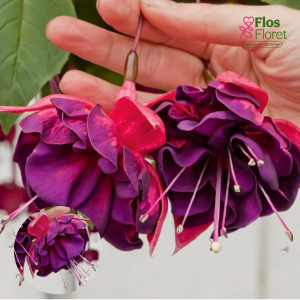 G39. Hibrīdā fuksija - Marbeller Double Magenta-Purple (nokarena)