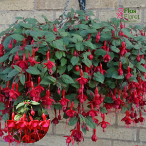 G42. Hibrīdā fuksija - Marinka (nokarena)