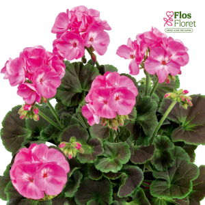 E89. Joslu pelargonija - Grandeur Deco Choco Pink