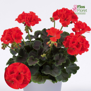 E90. Joslu pelargonija - Grandeur Deco Choco Scarlet