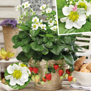 G78. Dārza zemene - Montana