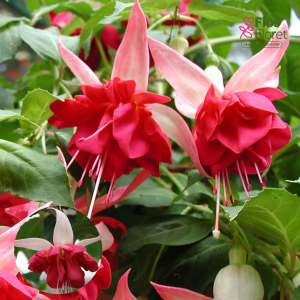 G61. Hibrīdā fuksija - Seventh Heaven (nokarena)