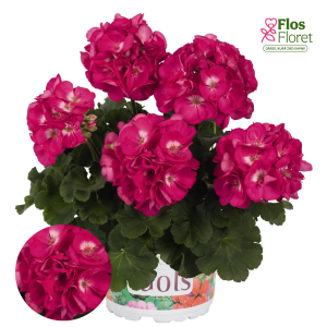 E91. Joslu pelargonija - Green Idols Rose with Eye