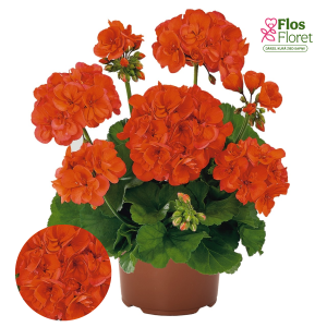 E92. Joslu pelargonija - Green Series Robina