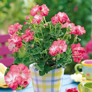 E93. Joslu pelargonija - Little Lady Bicolor