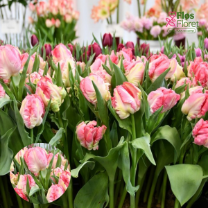BR210. Tulpe - ZAMBESI