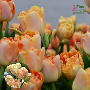 BR162. Tulpe - ZANTUCHARME (CHARMING BEAUTY)