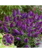 Dāvida budleja - Butterfly Candy Purple