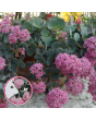 Laimiņš - Sedum sieboldii