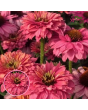 Purpura ehinācija - SunSeekers Pink Grapefruit