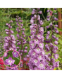 Augstā delfīnija - Excalibur Lilac Rose White Bee