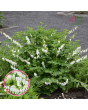 Lauztā sirds - Dicentra spectabilis Alba