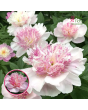 RPA17_ Peonija - Do Tell-sakne 3/5 pumpuri