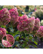 Skarainā hortenzija - Living Colourful Cocktail