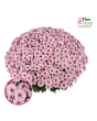 V1. Krizantēma (multiflora) - Banquet Pink Bicolor-Stāds podiņā 9x9x9,5 - 0.50 L