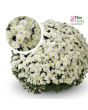 V2. Krizantēma (multiflora) - Belgian Mums Pianello white-Stāds podiņā 9x9x9,5 - 0.50 L