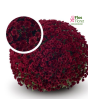 V3. Krizantēma (multiflora) - Belgian Mums Vigorelli red-Stāds podiņā 9x9x9,5 - 0.50 L