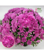 V4. Krizantēma (multiflora) - Branangel Pink-Stāds podiņā 9x9x9,5 - 0.50 L