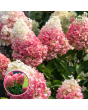 Skarainā hortenzija - Living Pinky Promise