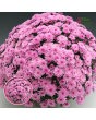 V13. Krizantēma (multiflora) - Branfountain Pink-Jaunstāds/102