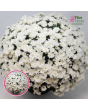 V16. Krizantēma (multiflora) - Branglobe White-Stāds podiņā 9x9x9,5 - 0.50 L