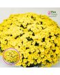 V17. Krizantēma (multiflora) - Branglobe Yellow-Jaunstāds/102
