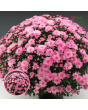 V20. Krizantēma (multiflora) - Branperfect Pink-Stāds podiņā 9x9x9,5 - 0.50 L