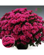 V21. Krizantēma (multiflora) - Branperfect Purple-Stāds podiņā 9x9x9,5 - 0.50 L