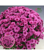 V27. Krizantēma (multiflora) - Bransound Purple-Jaunstāds/102