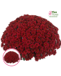 V30. Krizantēma (multiflora) - Cheer Red (SB Red)-Jaunstāds/102
