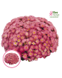 V33. Krizantēma (multiflora) - Ditto Pink-Stāds podiņā 9x9x9,5 - 0.50 L