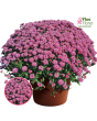 V35. Krizantēma (multiflora) - Gigi Dark Pink-Stāds podiņā 9x9x9,5 - 0.50 L