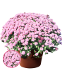 V36. Krizantēma (multiflora) - Gigi Pink-Stāds podiņā 9x9x9,5 - 0.50 L