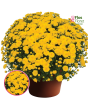 V37. Krizantēma (multiflora) - Gigi Yellow-Stāds podiņā 9x9x9,5 - 0.50 L