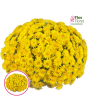 V42. Krizantēma (multiflora) - Wonder Yellow-Stāds podiņā 9x9x9,5 - 0.50 L