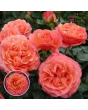 Roze - Coral Lions-Rose / KORzwanlio (Floribundroze) - Potēta