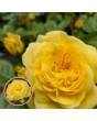 Roze - Meilove Yellow MEItongas (Floribundroze) - Potēta