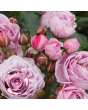 Roze - Nautica KORcharblu (Floribundroze) - Potēta