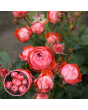 Roze - Pompeji KORmilrein (Floribundroze) - Potēta