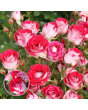 Roze - Schöne Koblenzerin KORburox (Floribundroze) - Potēta