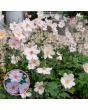 Hibrīdā anemone - Kōnigin Charlotte