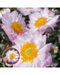 Anemone - Royal Candy-