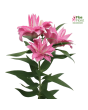 Lilija - OR Trentino
